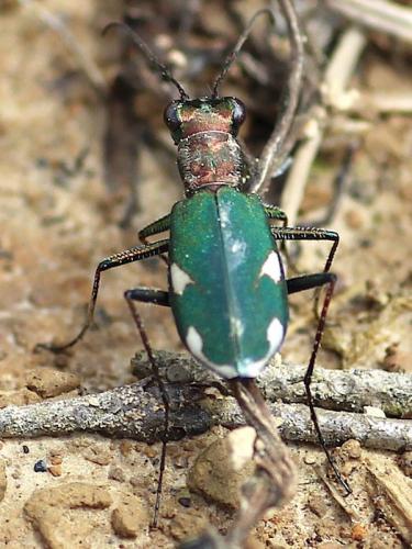Réf. 210 111 : Cylindera germanica